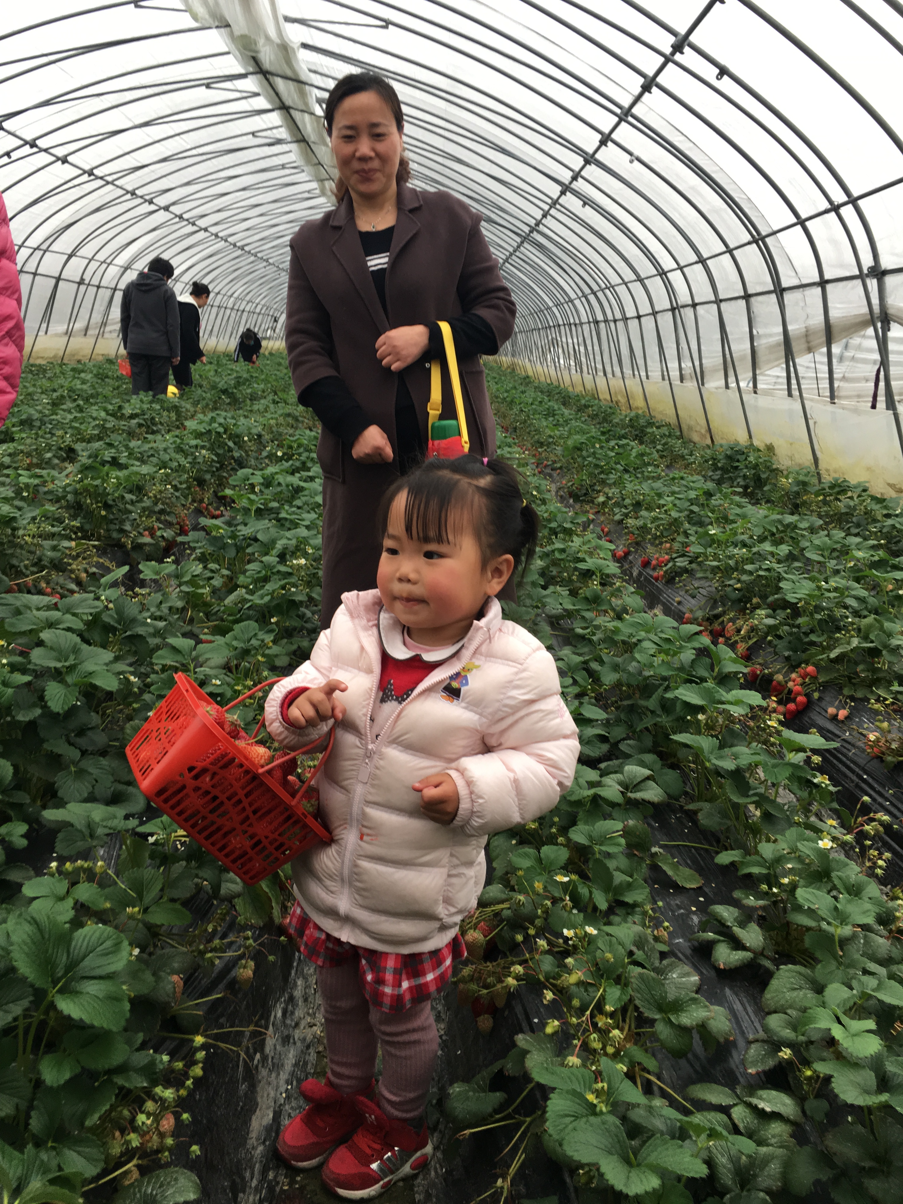 NYC紐約國際上海仲盛中心：采草莓一日游活動回顧