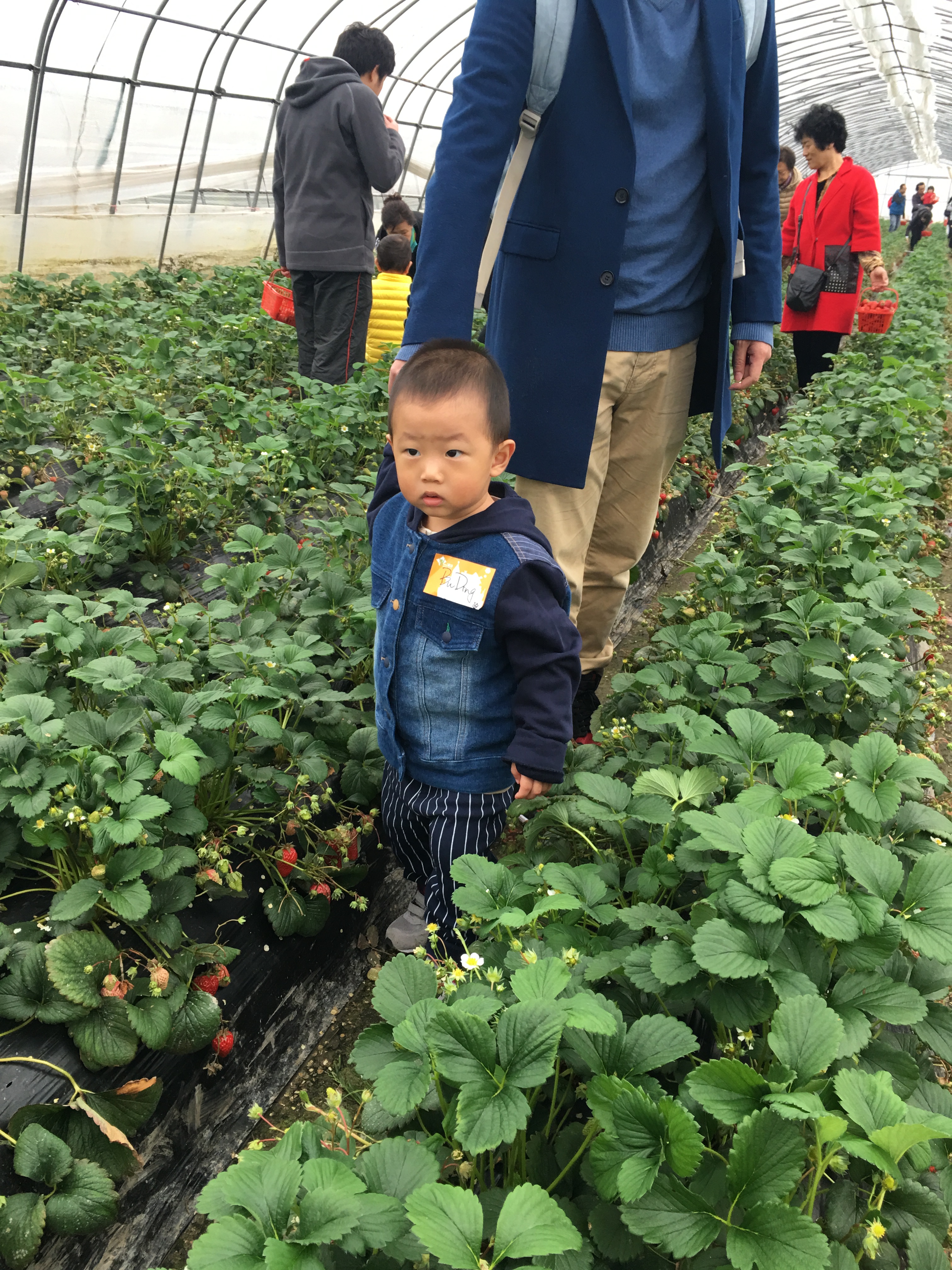 NYC紐約國際上海仲盛中心：采草莓一日游活動回顧