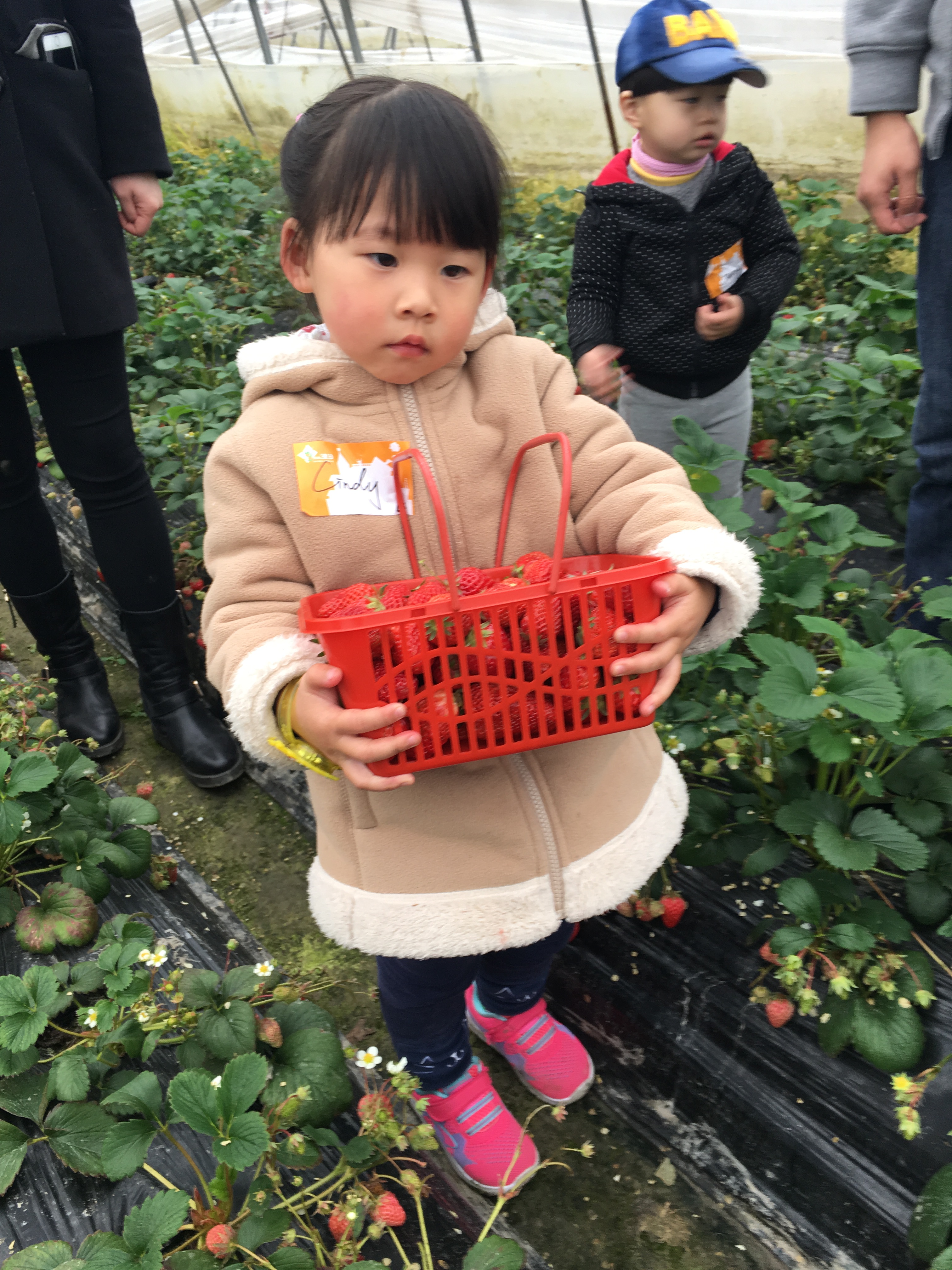 NYC紐約國際上海仲盛中心：采草莓一日游活動回顧